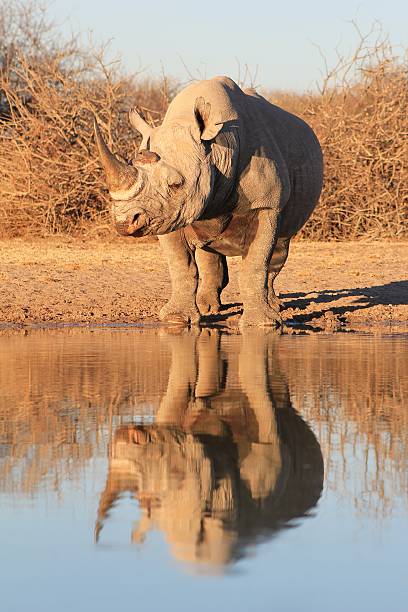 Rinocerontes pretos-as espécies ameaçadas da Europa e da África - foto de acervo
