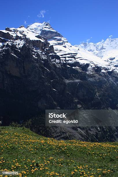 Photo libre de droit de Suisse banque d'images et plus d'images libres de droit de Alpes européennes - Alpes européennes, Arbre en fleurs, Capitule