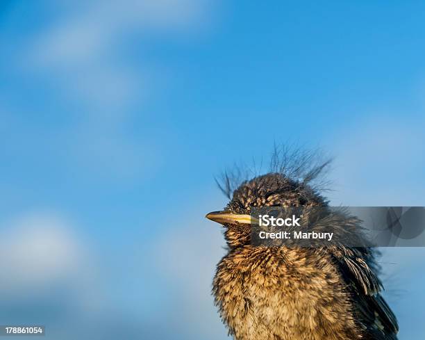 Fledgling Bird Stock Photo - Download Image Now - Animal, Animal Hair, Animal Wildlife