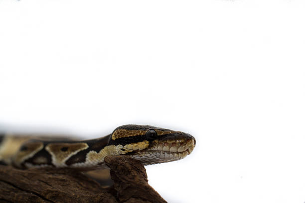 ball pythonleder, nahaufnahme (pythonleder regius) - royal python stock-fotos und bilder