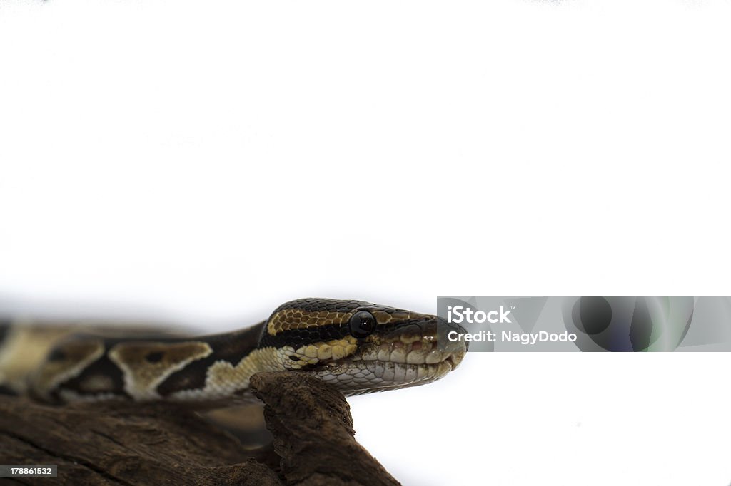 Bola Python close up (Python Regius) - Foto de stock de Abrigo de Jardim royalty-free