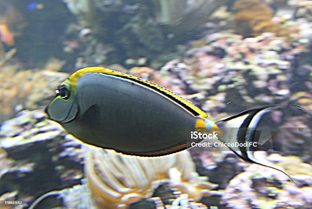 Szary Tropikalna ryba z biały ogon swims w gorącej wodzie. - Zbiór zdjęć royalty-free (Akwarium)