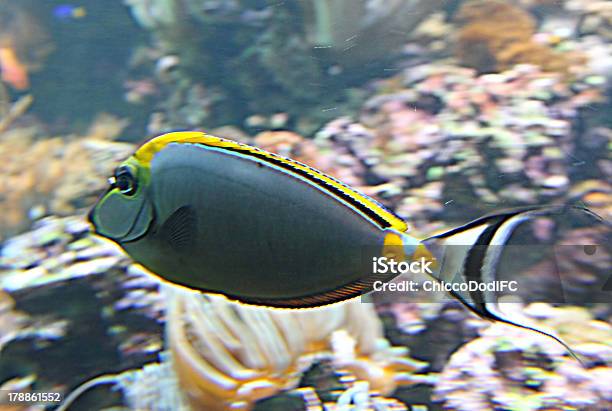 Grey Peixe Tropical Com Branco Rabo Nada Em Água Quente - Fotografias de stock e mais imagens de Animal