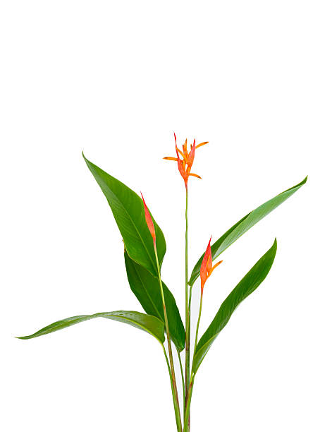 istock Heliconia flower isolated on white background 178861593