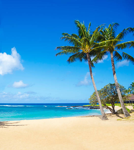 Coconut Palm tree on the sandy Poipu beach in Hawaii, Kauai