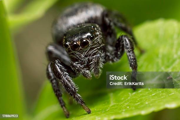 Retrato De Uma Aranha Saltadora - Fotografias de stock e mais imagens de Amarelo - Amarelo, Animal selvagem, Ao Ar Livre