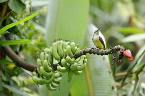 istock Spiderhunter bird : adult Little spiderhunter (Arachnothera longirostra). 1788620053