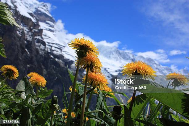 Photo libre de droit de Suisse banque d'images et plus d'images libres de droit de Alpes européennes - Alpes européennes, Arbre en fleurs, Capitule