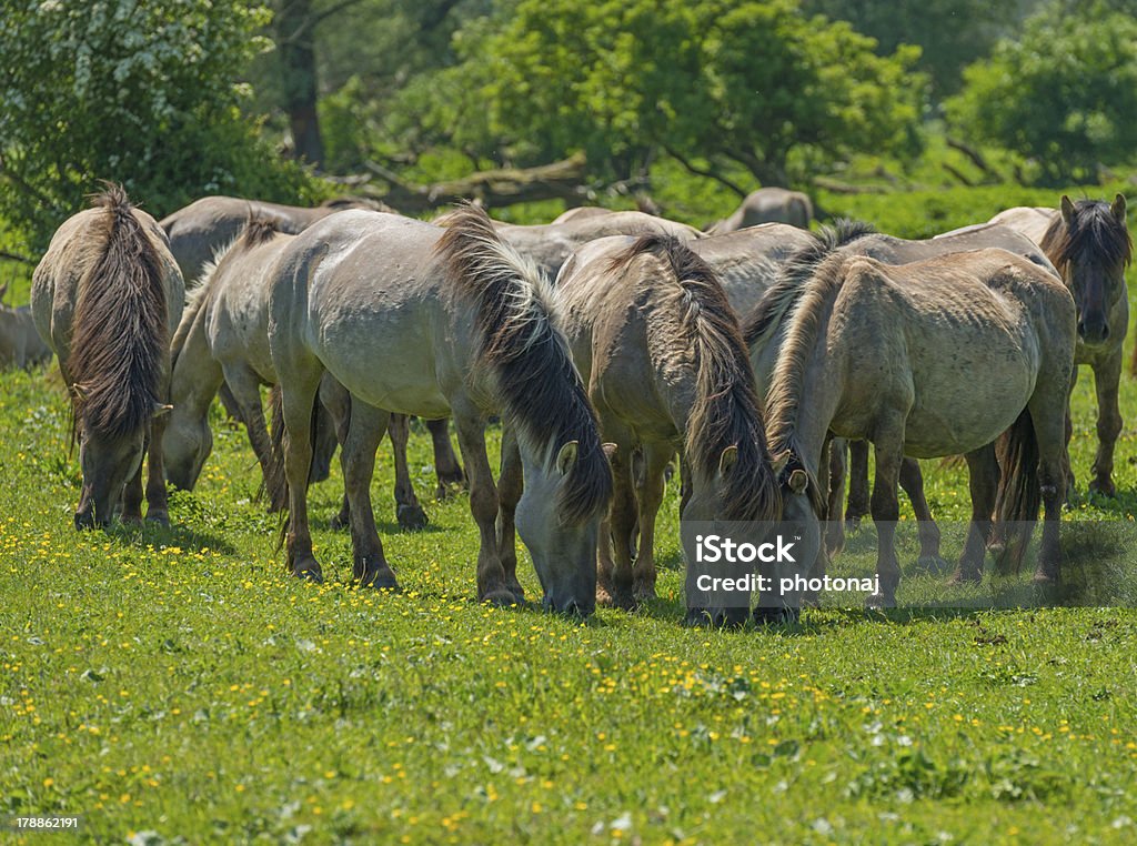 Wild horses in a sunny meadow Konik Stock Photo