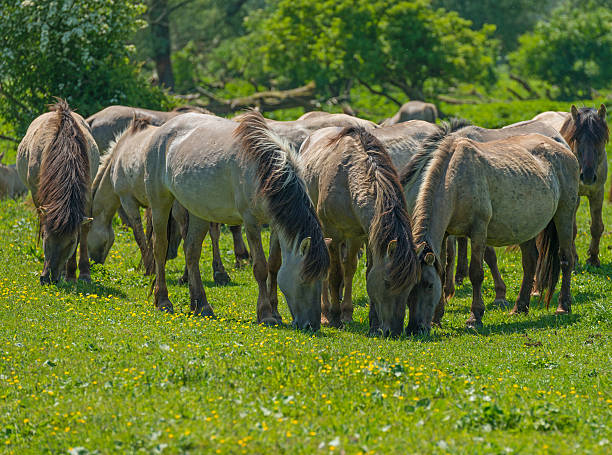 Wild horses in a sunny meadow Wild horses in a sunny meadow konik stock pictures, royalty-free photos & images