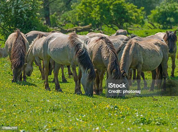 Wild Horses In A Sunny Meadow Stock Photo - Download Image Now - Konik, Agricultural Field, Animal