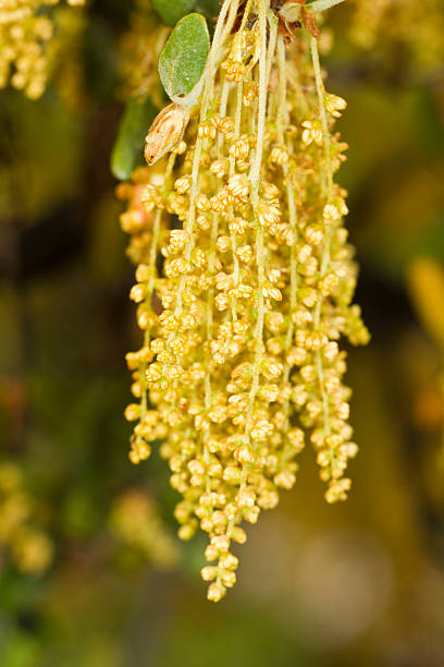 Close up view of the flowers of the holm oak (quercus ilex) tree.