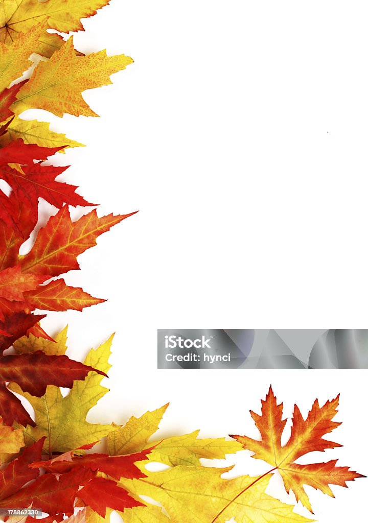 Autumn fallen leaves Autum fallen colored leaves on white background Aging Process Stock Photo
