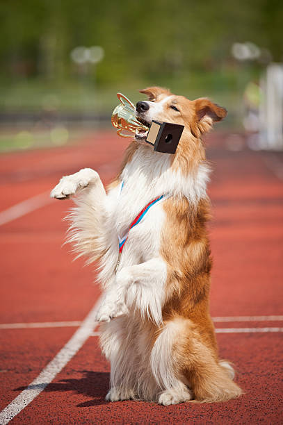 border collie dog with medal and award make show trick