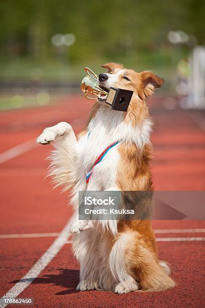 Border Collie Dog Wins Stock Photo - Download Image Now - Dog, Competition, Winning