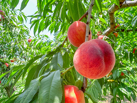 Organic Peaches from the Farmers Market in a Recyclable Basket