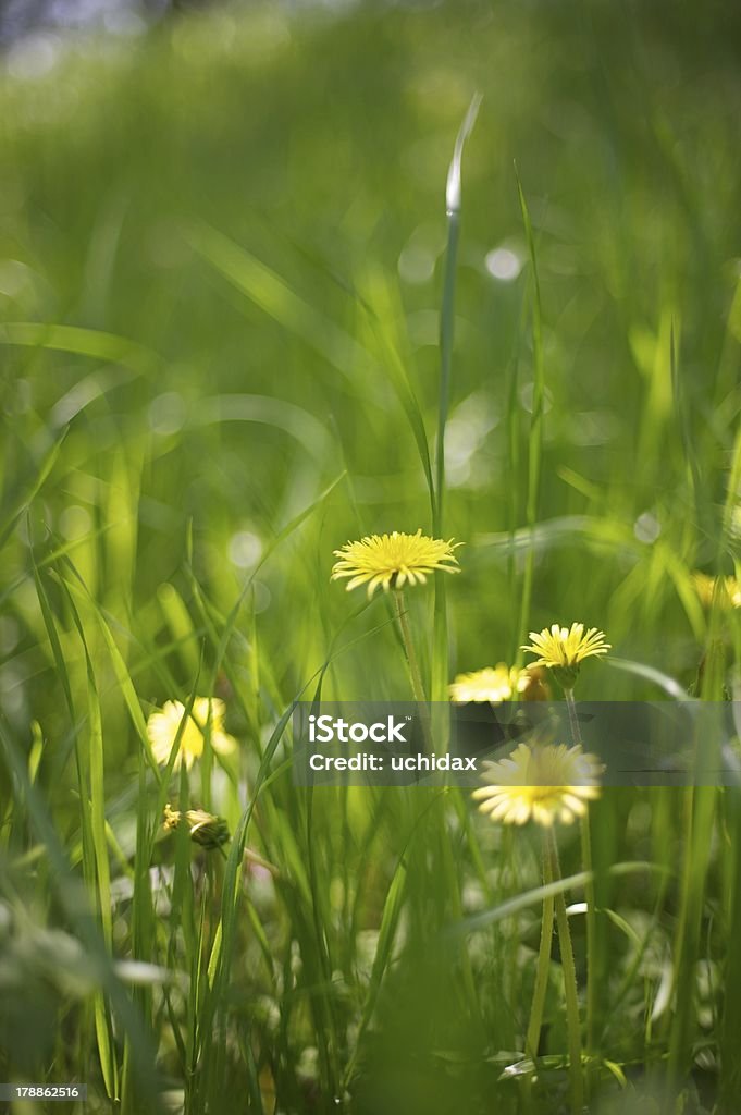 Wildflowers Dandelion Stock Photo