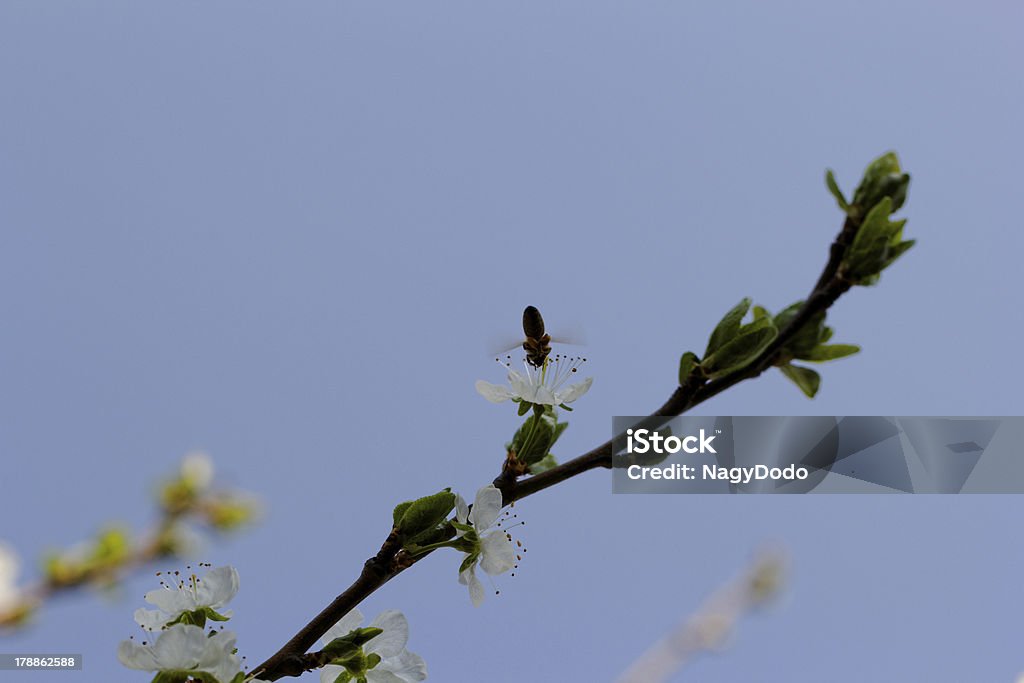 Abeja en flor de cerezo - Foto de stock de Abeja libre de derechos