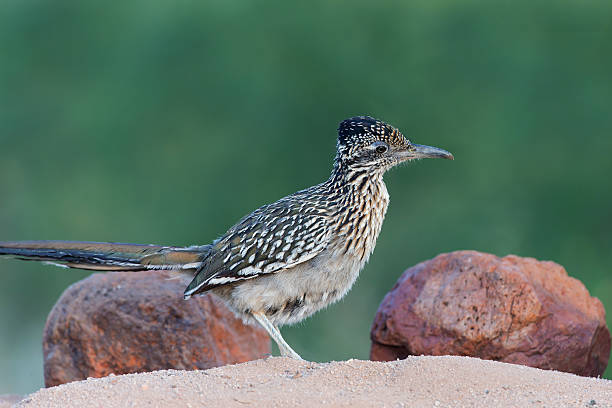 istock Greater Roadrunner in desert scene 178862590