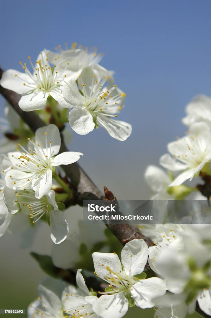 Plum blossom Blume - Lizenzfrei Baum Stock-Foto