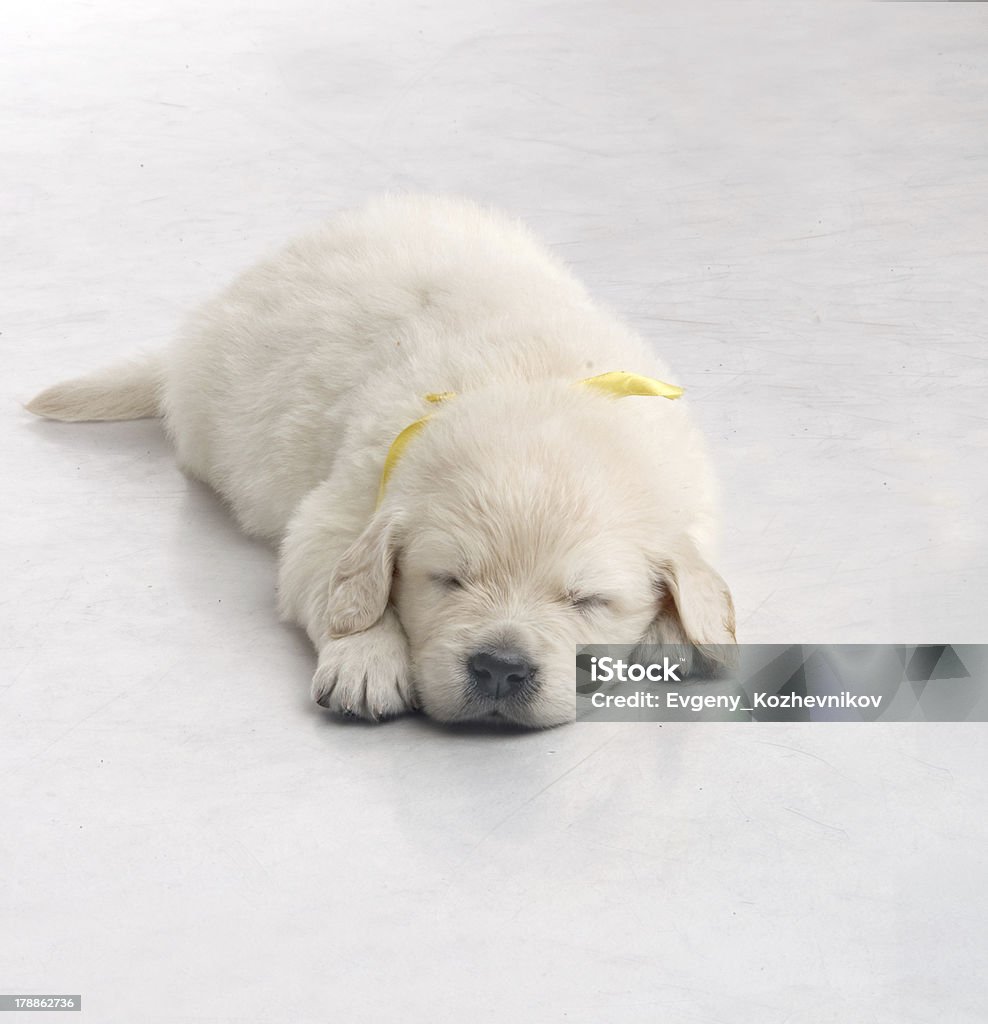 Pequeña Monada golden retriever cachorro, sobre fondo blanco - Foto de stock de Animal libre de derechos