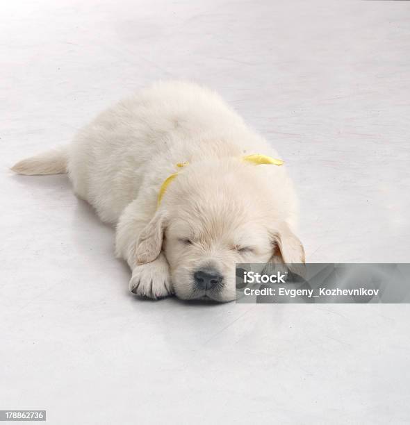 小さなかわいいゴールドレトリバー子犬で白背景 - イヌ科のストックフォトや画像を多数ご用意 - イヌ科, クローズアップ, ゴールデンレトリバー