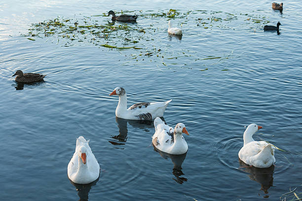 表面にむらがる waterbirds 湖 - waterbirds ストックフォトと画像