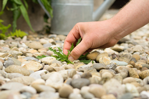 A mans hand  is pulling weeds in a gravel path. In the background an old watering can.