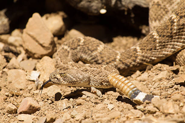 istock Western Diamond Backed Rattlesnake 178863104