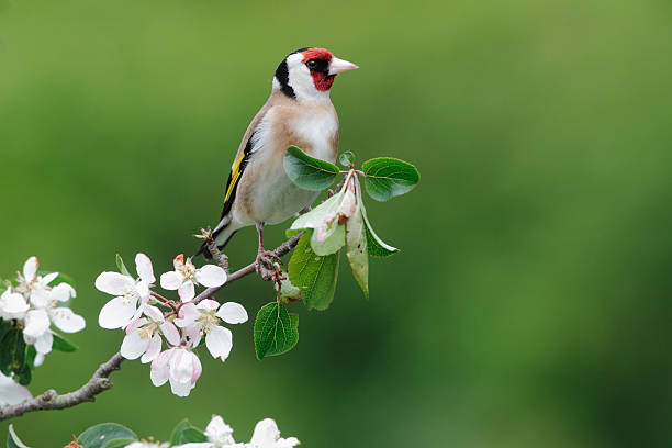 istock Goldfinch, Carduelis 178863212