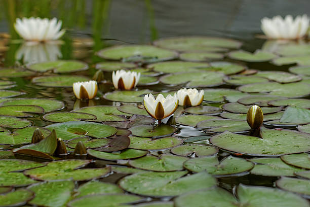 istock water lily on the pond 178863214
