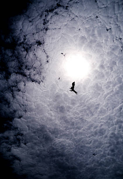 ave de rapiña volando hacia el sol - icarus fotografías e imágenes de stock