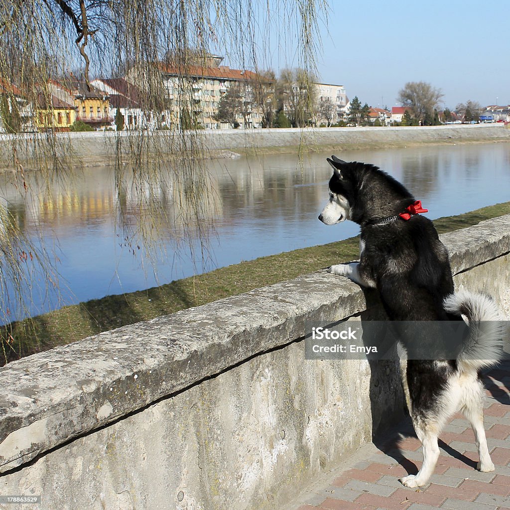 Hermoso Husky - Foto de stock de Perro Husky libre de derechos