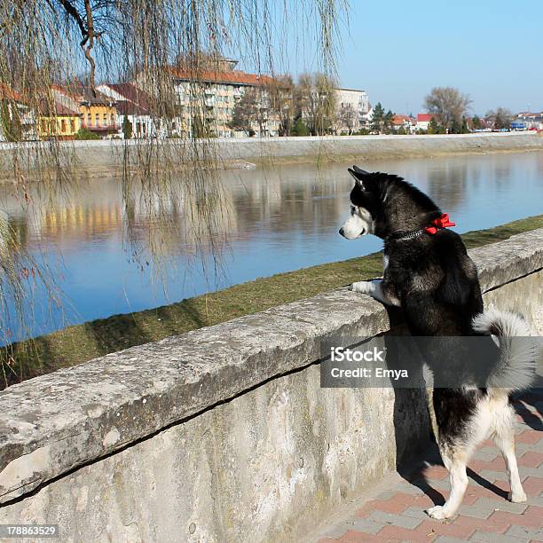 Hermoso Husky Foto de stock y más banco de imágenes de Perro Husky - Perro Husky, Rumanía, Agujero