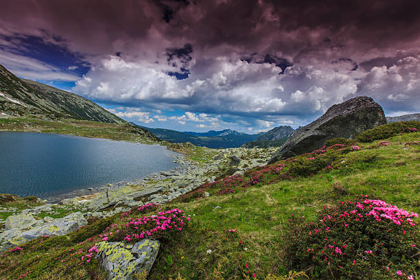 istock Spring flowers in the mountains 178863553