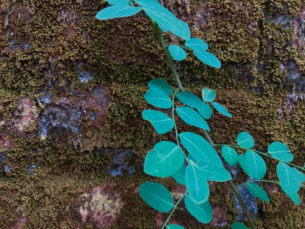 istock Beautiful green parasitic plant on brick wall 1788635926