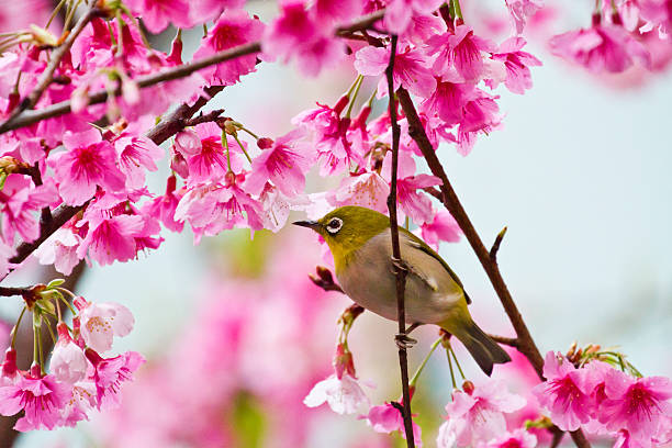 istock Japanese White-eye with pink cherry blossoms 178863630