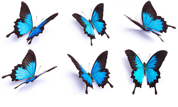 Set of 6 Blue butterfly isolated on white background