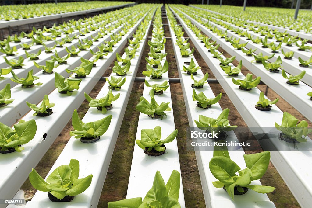 Légumes hydroponique - Photo de Agriculture libre de droits