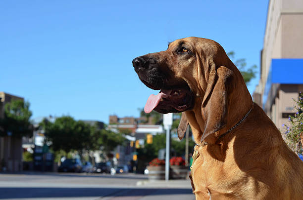 Blood Hound A beautiful Blood Hound against a bright blue sky bloodhound stock pictures, royalty-free photos & images