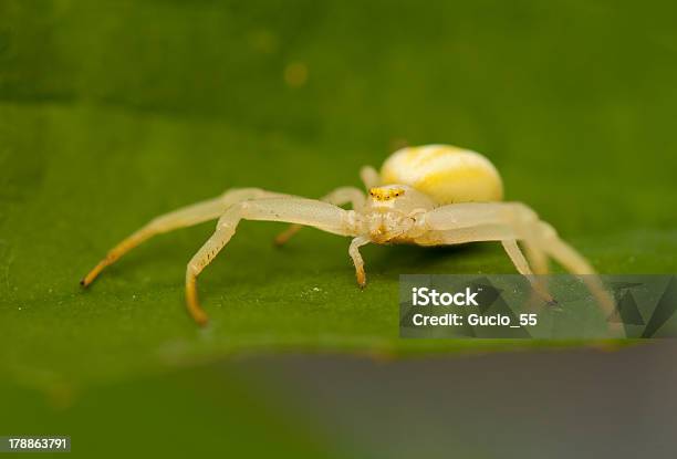 Misumena Vatia - Fotografie stock e altre immagini di Animale - Animale, Animale selvatico, Aracnide