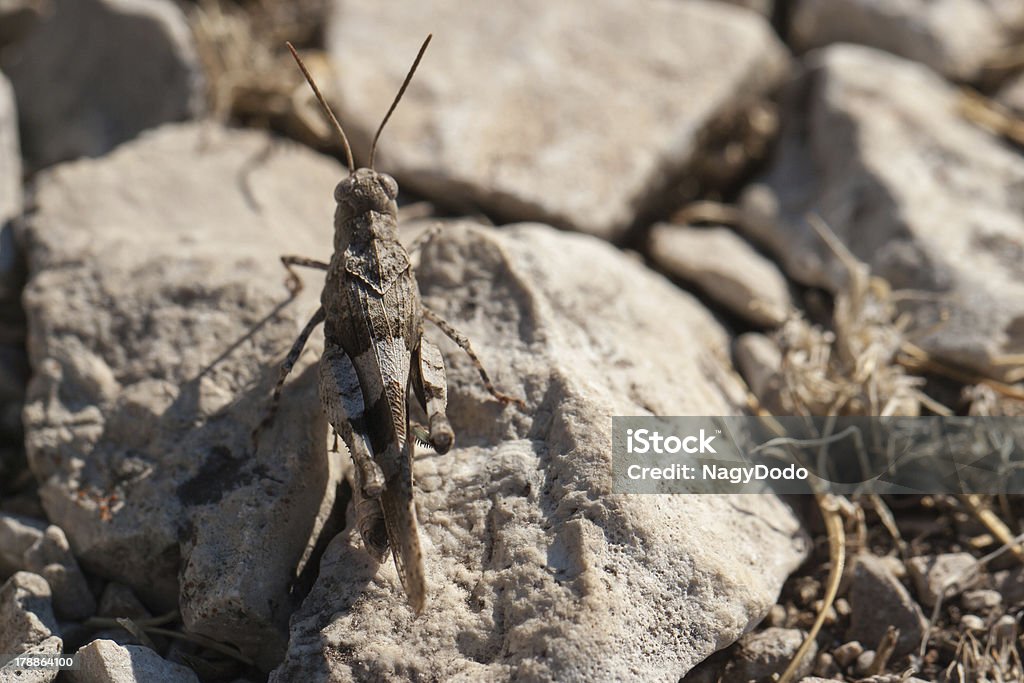 Zbliżenie brązowy locust - Zbiór zdjęć royalty-free (Bez ludzi)