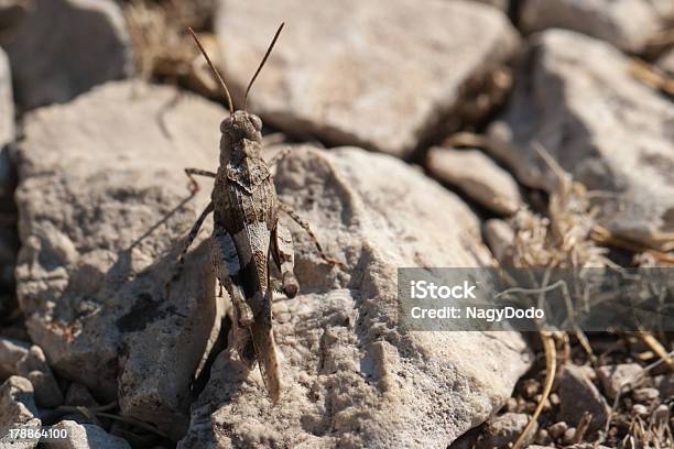 Foto de Brown Locust Closeup e mais fotos de stock de Animal - Animal, Animal selvagem, Antena - Parte do corpo animal