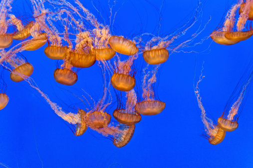 beautiful Jelly fishes in the aquarium with blue background