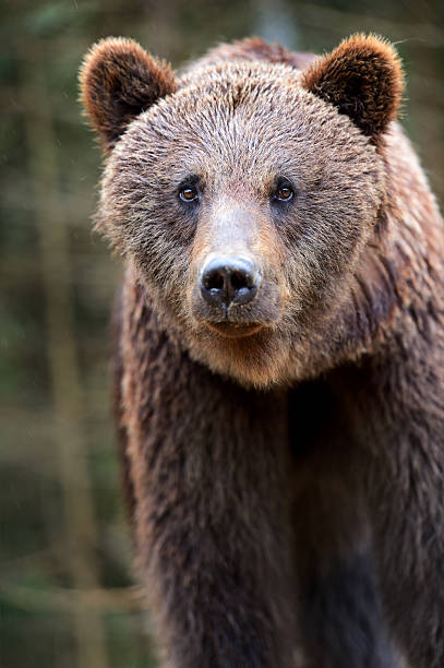 istock Brown bears in the Carpathians. 178864141