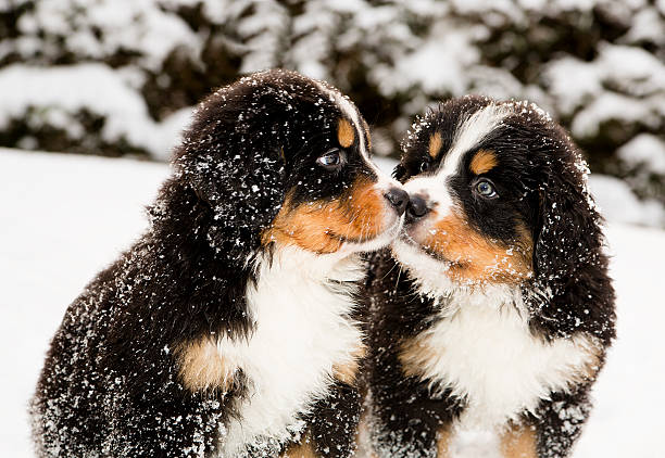 Bernese mountain dog puppets sniff each others Snowy bernese mountain dog puppets sniff each others bernese mountain dog photos stock pictures, royalty-free photos & images