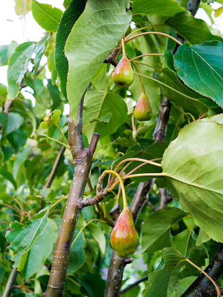 Birnen wachsen auf Baum in der community garden – Foto