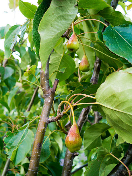 Pears growing on tree in community garden stock photo
