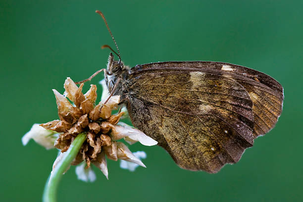 istock brown  butterfly  on a  flower 178864411