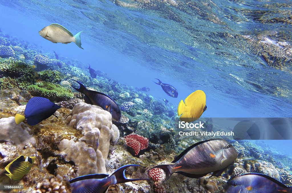 Corais e peixes no mar vermelho. Egito, África. - Foto de stock de Abaixo royalty-free